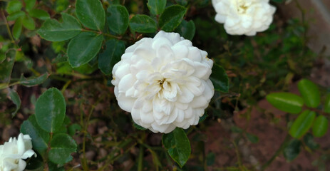 Rosa degli abeti Rosa abietina Gren. ex Christ DD