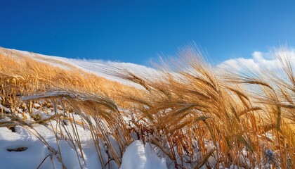 golden wheat stalks emerge from a snowy hillside their warm hues contrasting beautifully against the crisp blue sky