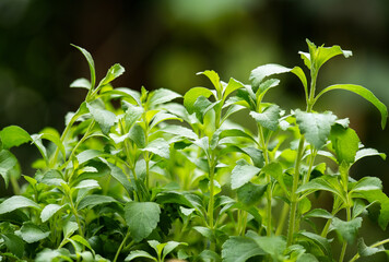 Obraz premium Stevia trees and branch green leaves on natural background. (Use Stevia leaves instead of sugar)