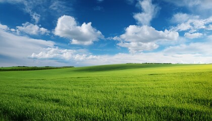 Obraz premium green field and sky