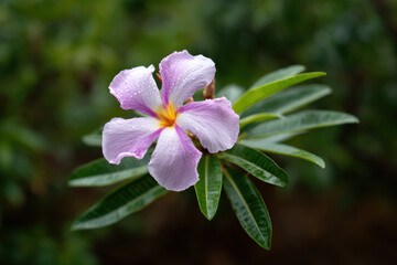 Fototapeta premium experience essence of hawaii with ultrabright exotic flowers in closeup detail their unique textures and vivid