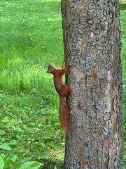 Squirrel climbing a tree trunk in a lush green forest, showcasing its agility and vibrant fur against the textured bark, embodying the essence of wildlife in nature