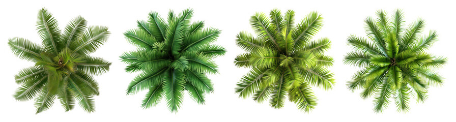 PNG Top view green palm leaves, element set on transparent background