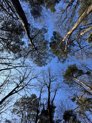 Tall trees with bare branches and green foliage reach towards a clear blue sky, creating a stunning natural canopy, showcasing the beauty of the forest environment