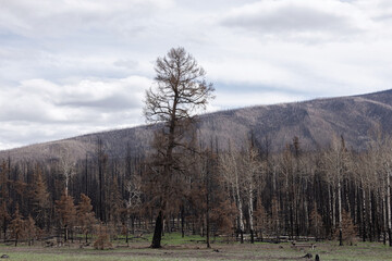 A big tree among burnt forest in mountains after wildfires.