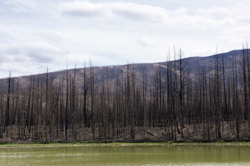 Scenic landscape photo of devastating aftermaths of wildfires at the lake among mountains and burnt...