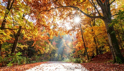 Sunlit Autumn Forest Path