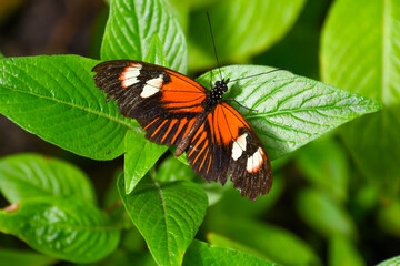 North American butterfly resting on green foliage leaves in soft sunlight