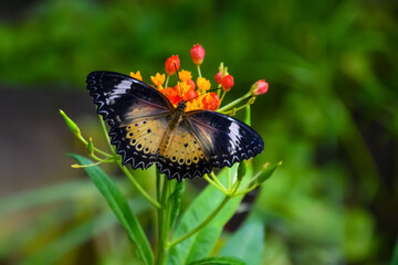 North American butterfly feeding on an orange flower in soft lighting