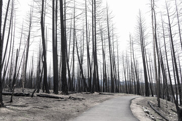 Dramatic scene in the wilderness of the burnt black trees of the mountain forest after devastating...