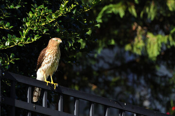 Red shouldered hawk perched on a fence tree. 
