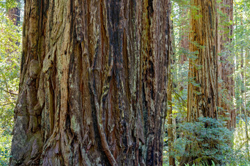 Detail of the massive trunk of a Redwood tree in the forest near Orick, California, USA