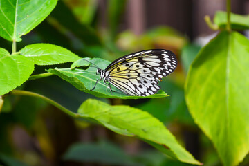 North American black, white and yellow butterfly hanging out on a leaf in soft sunlight