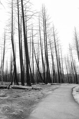 Naklejka premium Dramatic scene in the wilderness of the burnt black trees of the mountain forest after devastating wildfire.
