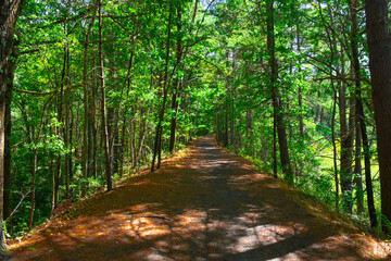 Fototapeta premium Walking path through the wood. Nature trail in the forest with no people. Clear pathway with pine needles