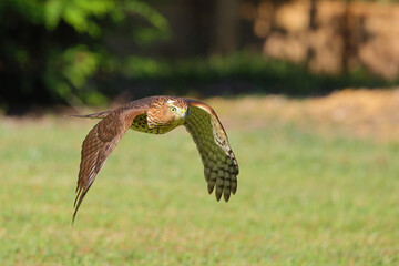 Adult red shouldered hawk in flight over a grassy field hunting prey. 