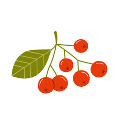 Branch with small red berries and a green leaf. Rowan twig. Vector botanical illustration in flat style isolated on white background.