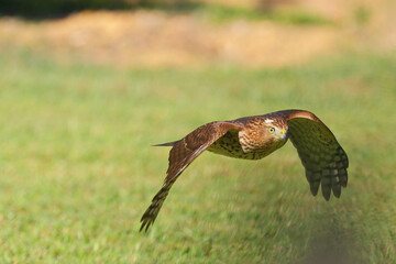 Adult red shouldered hawk in flight over a grassy field hunting prey. 