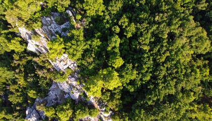 Aerial View of Forest Canopy Patchwork Deep and Light Greens