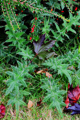 fallen leaf on large weed