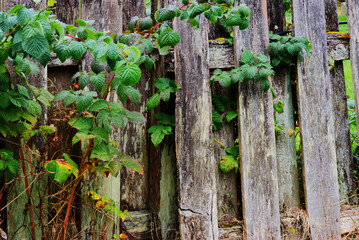 Worn overgrown fence