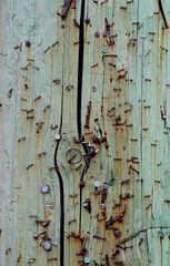 Rusty staples, nails, and screws in a power pole