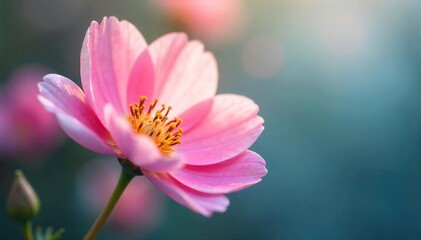 Fototapeta premium Close-up of a delicate, pink flower with soft petals, gently swaying in a light breeze, capturing the essence of gentle beauty and serenity , botany, spring