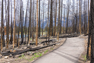 Dramatic scene in the wilderness of the burnt black trees of the mountain forest after devastating...