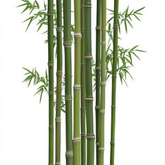 Obraz premium Green bamboo cluster on white background