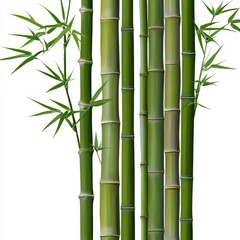 bamboo forest isolated on background