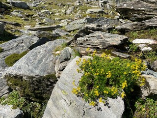 Mountain plants growing on rocks at 2000 meters in the Romanian mountains, part of a nature reserve with rare species, pristine landscape, and hiking trails.