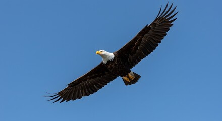 Obraz premium A majestic bald eagle soaring high in a clear, bright blue sky. Its wings are spread wide. A symbol of freedom and strength