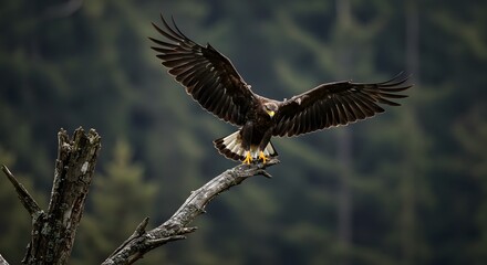 Obraz premium Majestic eagle perched on a branch with spread wings, soaring above a forest. Witness the strength and freedom of nature.