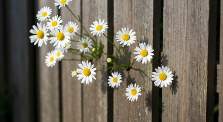 Daisies on a wooden fence
