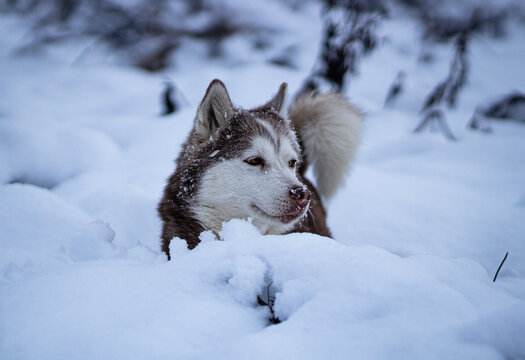 siberian husky dog in snow - Powered by Adobe