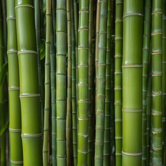 green bamboo background