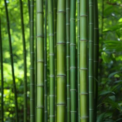 Lush green bamboo stalks in a serene forest