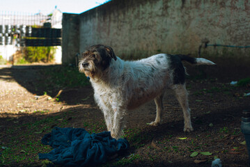 Puppy enjoying blanket outdoors