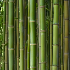Close-up of vibrant bamboo stalks in a grove