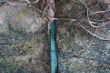 something strange, when the iron fence with its metal wire was swallowed by wooden tree trunks in a not too long period of time