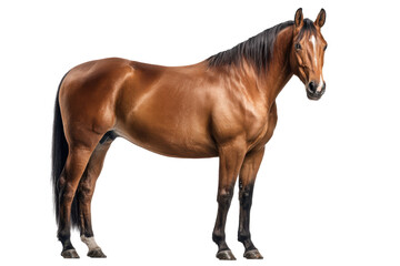Obraz premium Bay Horse Standing on Transparent Background
