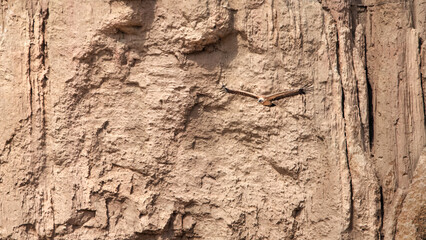 Eurasian griffon vulture in flight (Gyps fulvus)