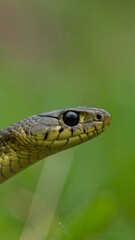 Fototapeta premium Close-up of a snake's head and neck