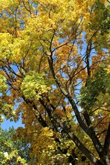 Fototapeta premium autumn in the park. Maple leaves. Beautiful autumn day. Yellow maple in the forest. Changing seasons. Falling autumn leaves on a sunny day. Trees. Background. Desktop wallpaper. Colorful foliage.