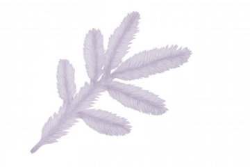 Soft lavender sprig with a transparent background, perfect for adding a touch of delicate beauty to designs