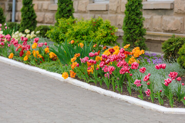 Flowers in a flower bed tulips. Greening the urban environment. Background with selective focus