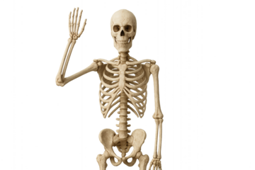 A detailed representation of a skeleton posing in a friendly manner with one arm raised in greeting. The skeleton appears complete and realistic.