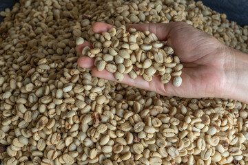 Fototapeta premium Close-up of coffee beans. showing high quality raw coffee for export. Background