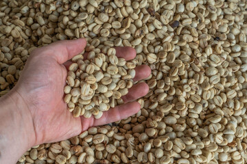 Close-up of coffee beans. showing high quality raw coffee for export. Background