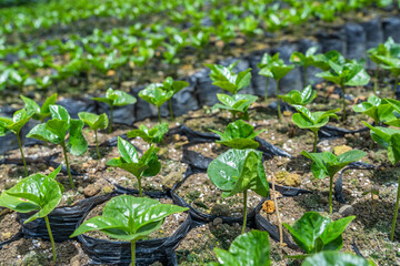 Coffee plants growing in a greenhouse. Technology in Colombia for coffee production. Texture background